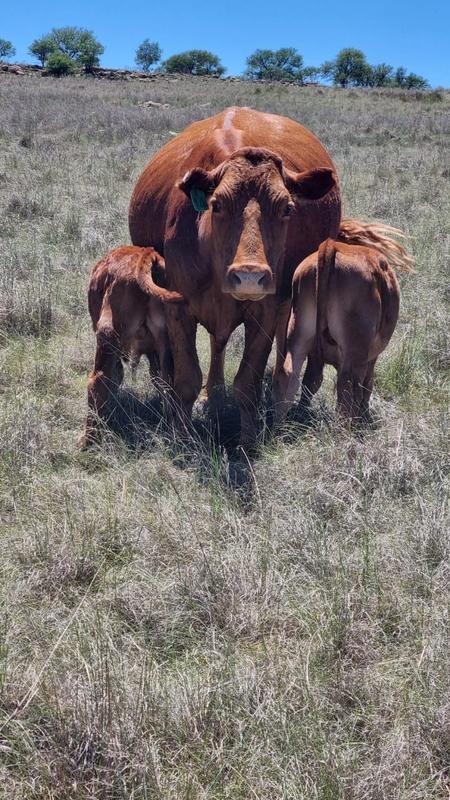 4 Bedroom Property for Sale in Queenstown Rural Eastern Cape